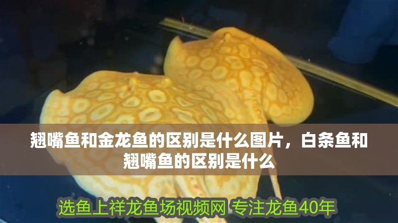 翹嘴魚和金龍魚的區別是什么圖片，白條魚和翹嘴魚的區別是什么