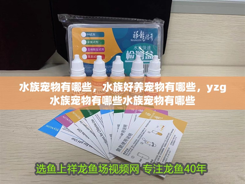水族寵物有哪些，水族好養寵物有哪些，yzg水族寵物有哪些水族寵物有哪些