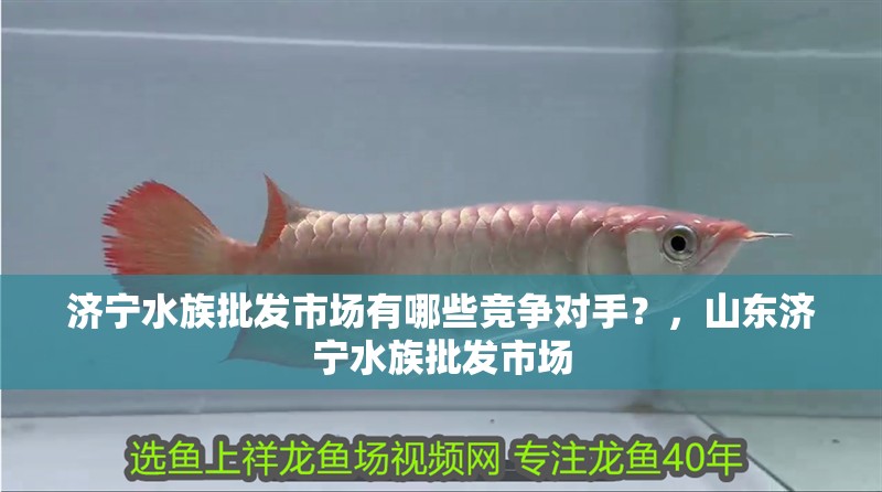 濟寧水族批發市場有哪些競爭對手？，山東濟寧水族批發市場