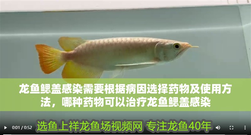 龍魚鰓蓋感染需要根據(jù)病因選擇藥物及使用方法，哪種藥物可以治療龍魚鰓蓋感染