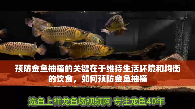 預防金魚抽搐的關鍵在于維持生活環境和均衡的飲食，如何預防金魚抽搐