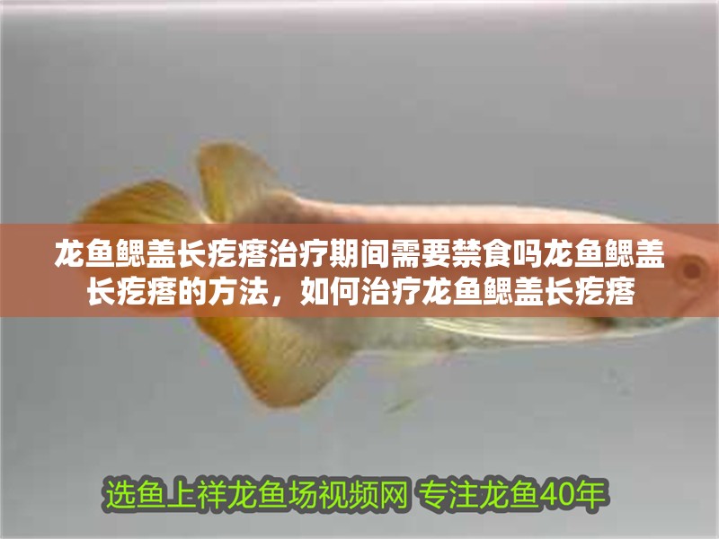 龍魚鰓蓋長疙瘩治療期間需要禁食嗎龍魚鰓蓋長疙瘩的方法，如何治療龍魚鰓蓋長疙瘩