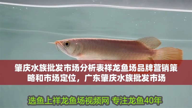 肇慶水族批發市場分析表祥龍魚場品牌營銷策略和市場定位，廣東肇慶水族批發市場