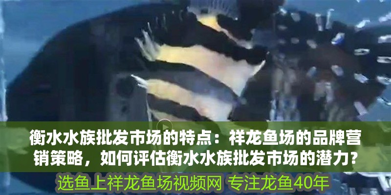 衡水水族批發市場的特點：祥龍魚場的品牌營銷策略，如何評估衡水水族批發市場的潛力？