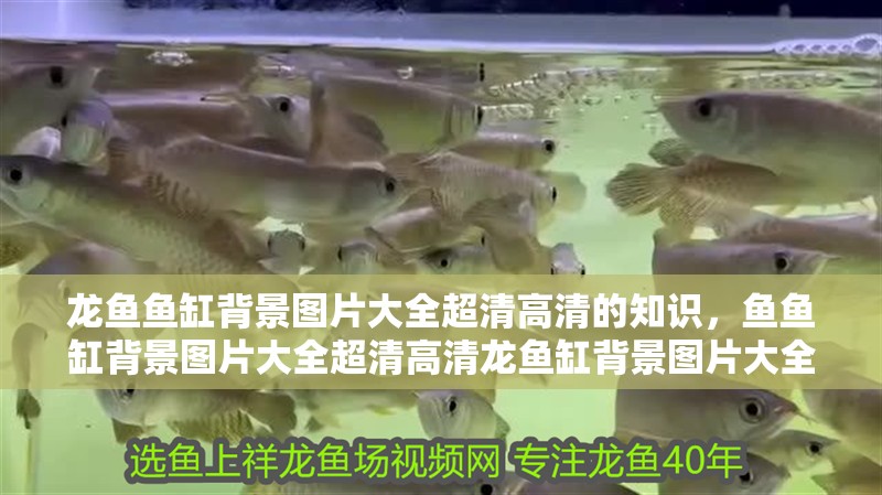 龍魚魚缸背景圖片大全超清高清的知識，魚魚缸背景圖片大全超清高清龍魚缸背景圖片大全超清高清知識