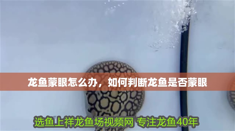 龍魚(yú)蒙眼怎么辦，如何判斷龍魚(yú)是否蒙眼