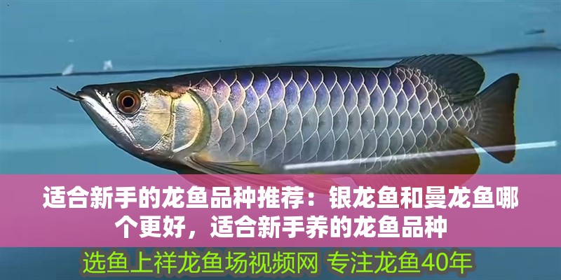 適合新手的龍魚品種推薦：銀龍魚和曼龍魚哪個更好，適合新手養(yǎng)的龍魚品種