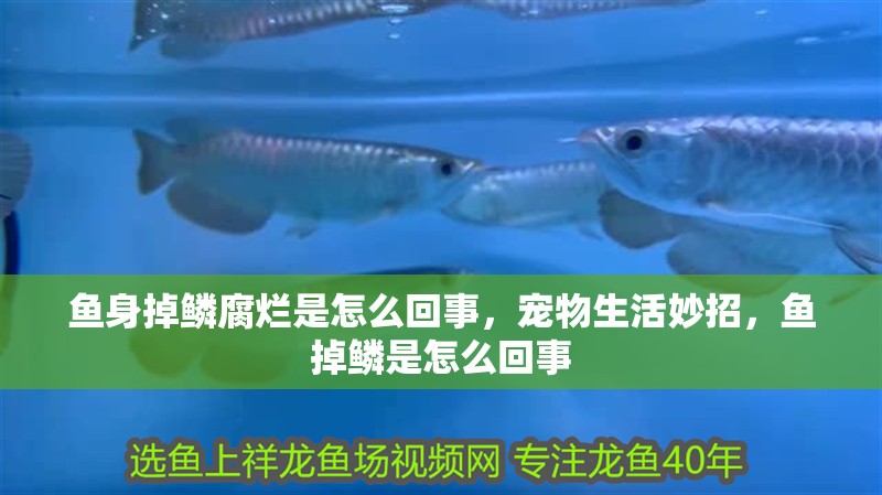 魚(yú)身掉鱗腐爛是怎么回事，寵物生活妙招，魚(yú)掉鱗是怎么回事