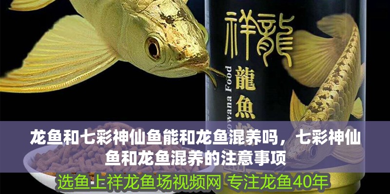龍魚和七彩神仙魚能和龍魚混養嗎，七彩神仙魚和龍魚混養的注意事項