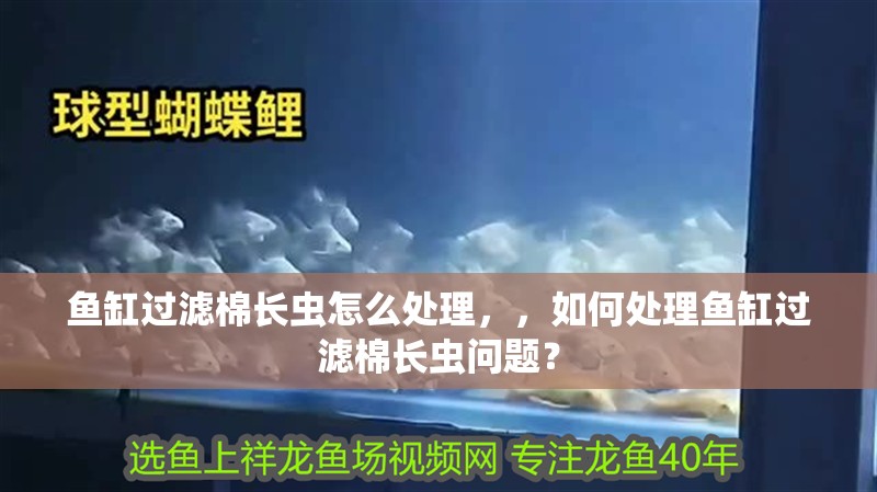 魚缸過濾棉長蟲怎么處理，，如何處理魚缸過濾棉長蟲問題？