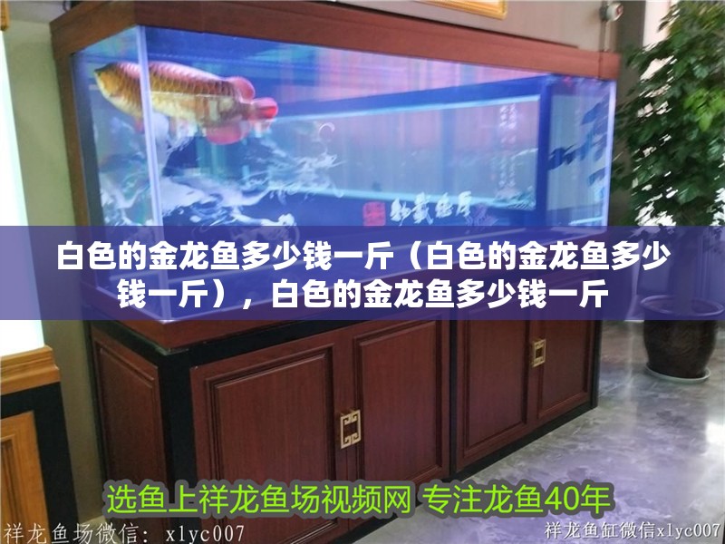 白色的金龍魚多少錢一斤（白色的金龍魚多少錢一斤），白色的金龍魚多少錢一斤