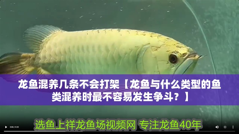 龍魚混養(yǎng)幾條不會打架【龍魚與什么類型的魚類混養(yǎng)時最不容易發(fā)生爭斗？】