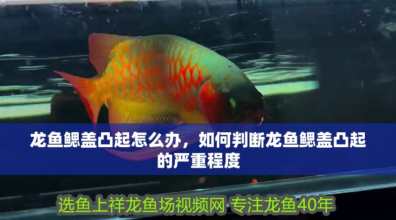 龍魚鰓蓋凸起怎么辦，如何判斷龍魚鰓蓋凸起的嚴(yán)重程度