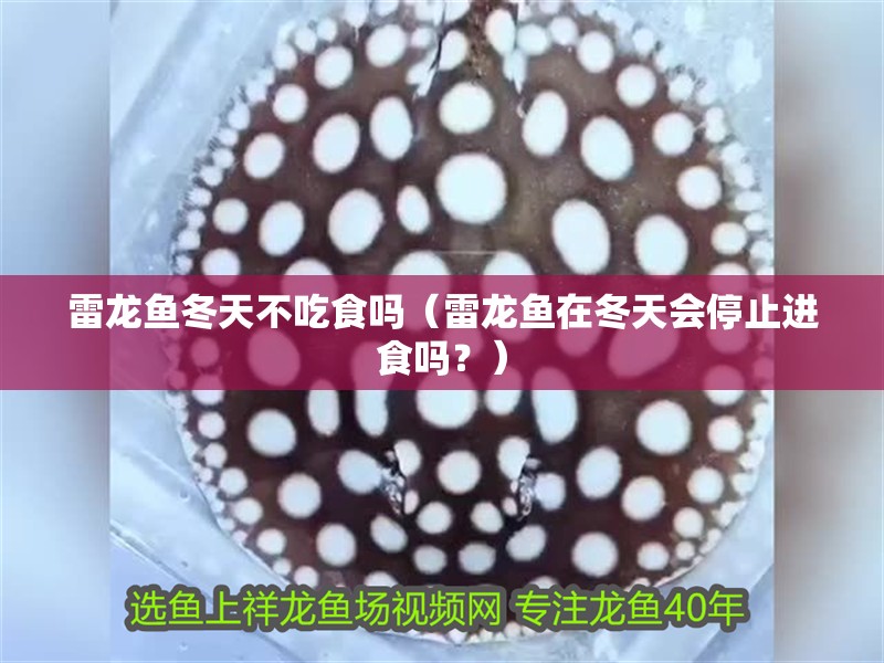 雷龍魚冬天不吃食嗎（雷龍魚在冬天會停止進食嗎？）