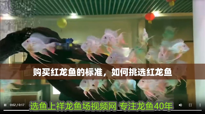 購買紅龍魚的標(biāo)準(zhǔn)，如何挑選紅龍魚