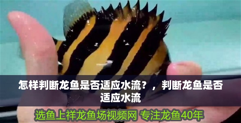 怎樣判斷龍魚是否適應(yīng)水流？，判斷龍魚是否適應(yīng)水流