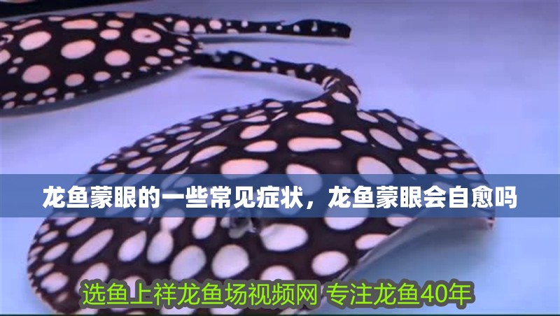 龍魚蒙眼的一些常見癥狀，龍魚蒙眼會自愈嗎