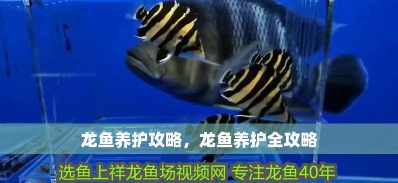 龍魚(yú)養(yǎng)護(hù)攻略，龍魚(yú)養(yǎng)護(hù)全攻略 龍魚(yú)養(yǎng)護(hù)攻略，龍魚(yú)養(yǎng)護(hù)全攻略 龍魚(yú)百科