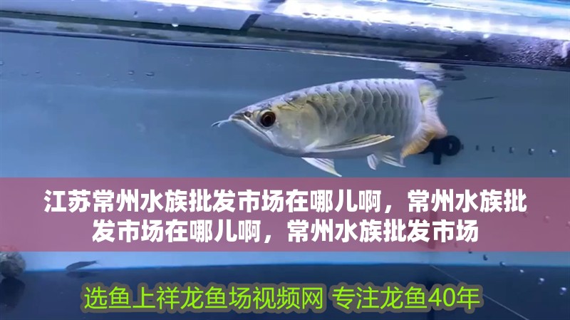 江蘇常州水族批發市場在哪兒啊，常州水族批發市場在哪兒啊，常州水族批發市場