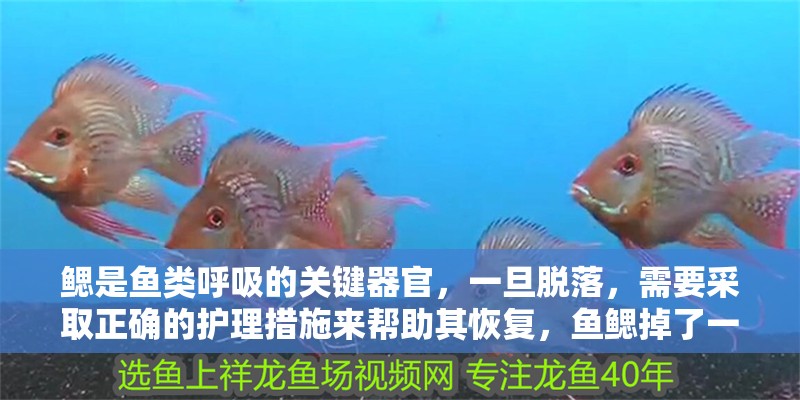 鰓是魚類呼吸的關(guān)鍵器官，一旦脫落，需要采取正確的護(hù)理措施來幫助其恢復(fù)，魚鰓掉了一塊會(huì)自己好嗎？