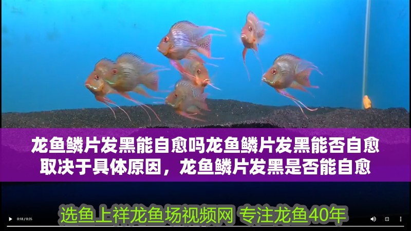 龍魚鱗片發黑能自愈嗎龍魚鱗片發黑能否自愈取決于具體原因，龍魚鱗片發黑是否能自愈