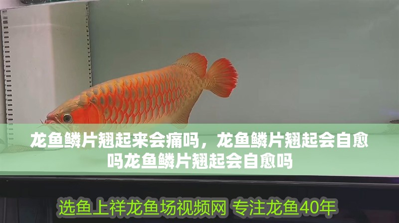 龍魚鱗片翹起來會痛嗎，龍魚鱗片翹起會自愈嗎龍魚鱗片翹起會自愈嗎
