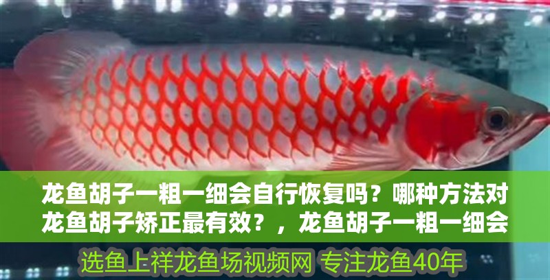 龍魚(yú)胡子一粗一細(xì)會(huì)自行恢復(fù)嗎？哪種方法對(duì)龍魚(yú)胡子矯正最有效？，龍魚(yú)胡子一粗一細(xì)會(huì)自行恢復(fù)嗎