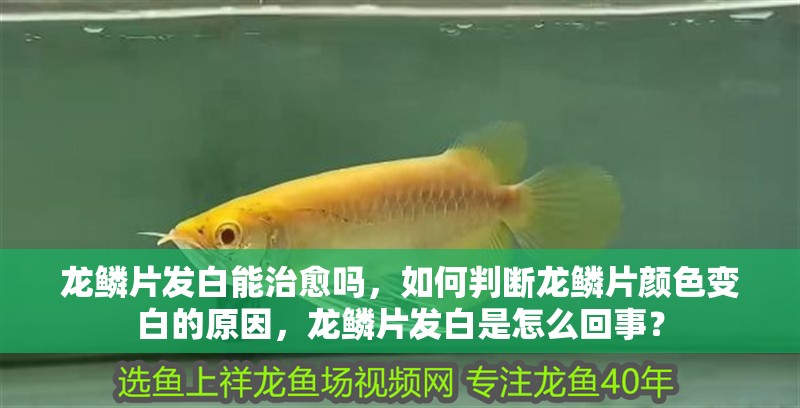 龍鱗片發白能治愈嗎，如何判斷龍鱗片顏色變白的原因，龍鱗片發白是怎么回事？