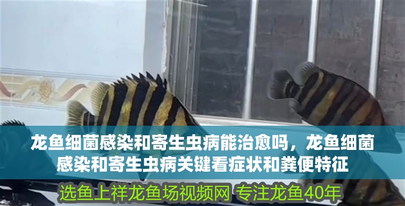 龍魚細菌感染和寄生蟲病能治愈嗎，龍魚細菌感染和寄生蟲病關鍵看癥狀和糞便特征