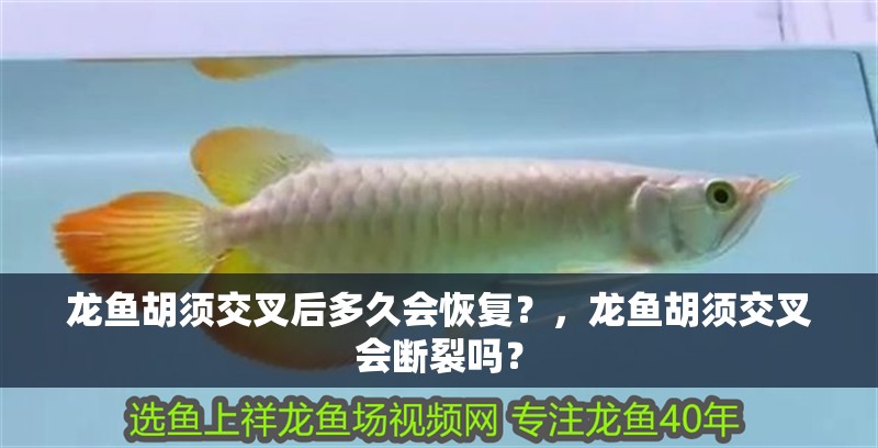 龍魚胡須交叉后多久會恢復？，龍魚胡須交叉會斷裂嗎？