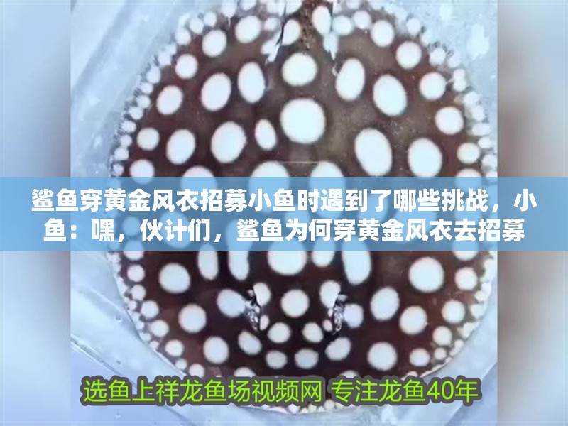 鯊魚穿黃金風(fēng)衣招募小魚時(shí)遇到了哪些挑戰(zhàn)，小魚：嘿，伙計(jì)們，鯊魚為何穿黃金風(fēng)衣去招募，有哪些可能的背景故事？