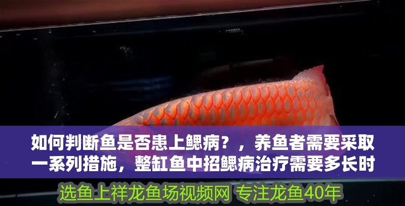 如何判斷魚是否患上鰓病？，養(yǎng)魚者需要采取一系列措施，整缸魚中招鰓病治療需要多長(zhǎng)時(shí)間