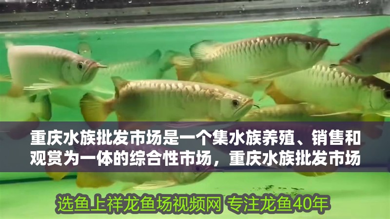 重慶水族批發(fā)市場是一個集水族養(yǎng)殖、銷售和觀賞為一體的綜合性市場，重慶水族批發(fā)市場哪個最大？
