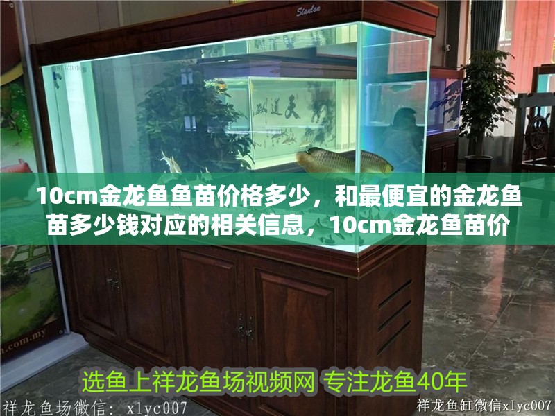 10cm金龍魚魚苗價格多少，和最便宜的金龍魚苗多少錢對應的相關信息，10cm金龍魚苗價格多少和最便宜的金龍魚苗多少錢對應的信息