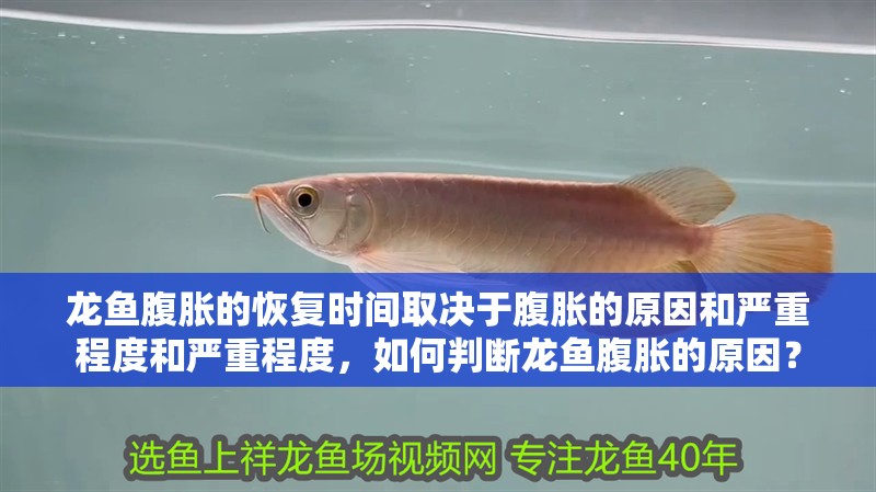 龍魚(yú)腹脹的恢復(fù)時(shí)間取決于腹脹的原因和嚴(yán)重程度和嚴(yán)重程度，如何判斷龍魚(yú)腹脹的原因？