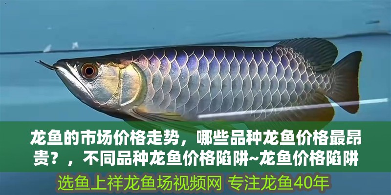 龍魚的市場價格走勢，哪些品種龍魚價格最昂貴？，不同品種龍魚價格陷阱~龍魚價格陷阱