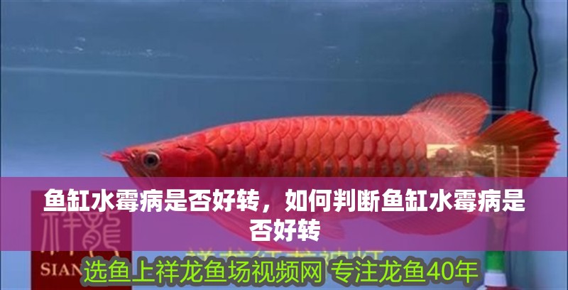 魚缸水霉病是否好轉，如何判斷魚缸水霉病是否好轉