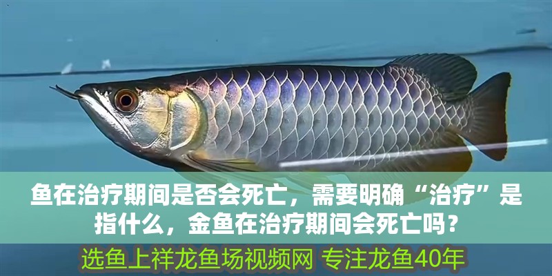 魚在治療期間是否會死亡，需要明確“治療”是指什么，金魚在治療期間會死亡嗎？
