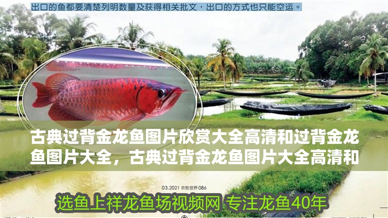 古典過背金龍魚圖片欣賞大全高清和過背金龍魚圖片大全，古典過背金龍魚圖片大全高清和過背金龍魚圖片大全高清