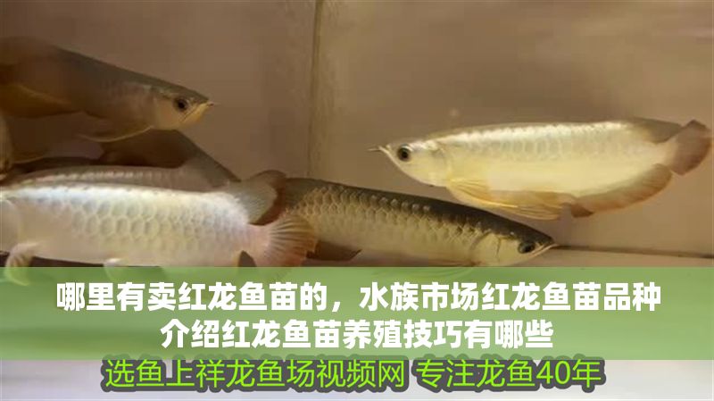 哪里有賣紅龍魚苗的，水族市場紅龍魚苗品種介紹紅龍魚苗養殖技巧有哪些
