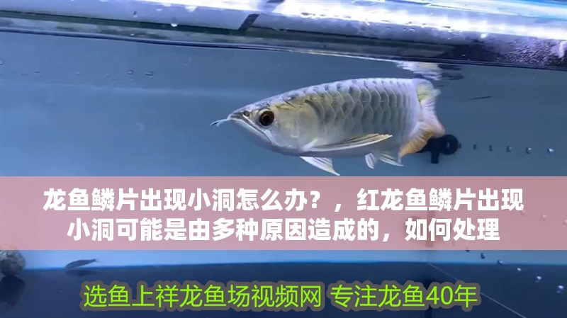 龍魚鱗片出現小洞怎么辦？，紅龍魚鱗片出現小洞可能是由多種原因造成的，如何處理