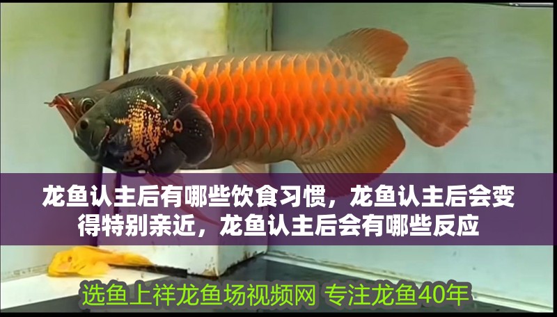 龍魚認主后有哪些飲食習慣，龍魚認主后會變得特別親近，龍魚認主后會有哪些反應