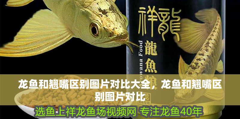 龍魚和翹嘴區(qū)別圖片對比大全，龍魚和翹嘴區(qū)別圖片對比