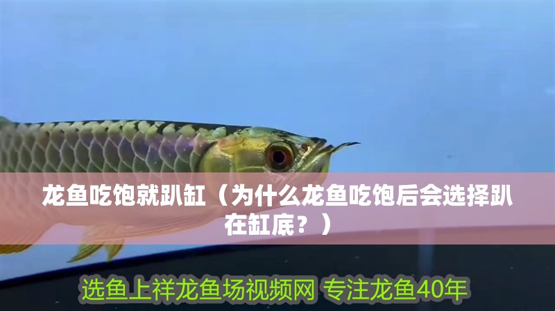 龍魚吃飽就趴缸（為什么龍魚吃飽后會選擇趴在缸底？）