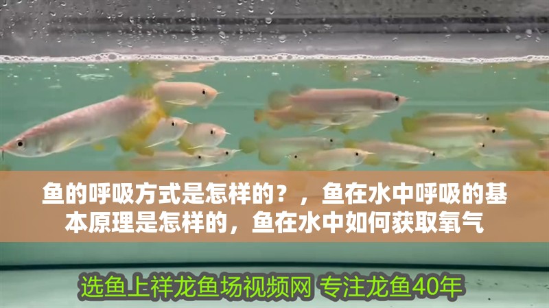 魚的呼吸方式是怎樣的？，魚在水中呼吸的基本原理是怎樣的，魚在水中如何獲取氧氣