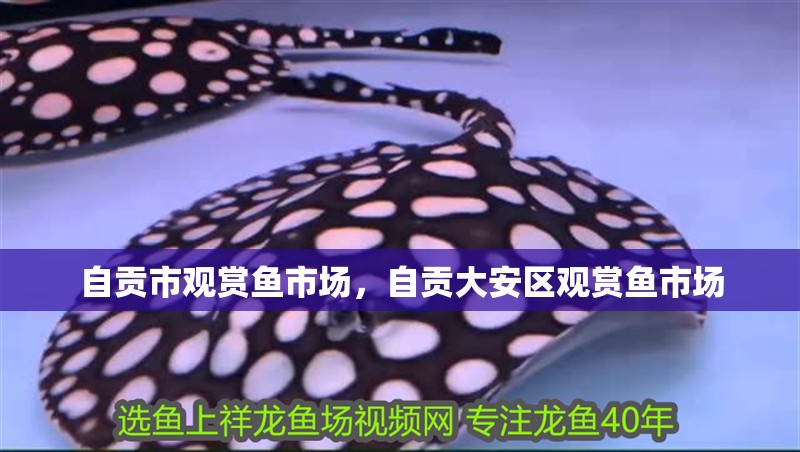自貢市觀賞魚市場，自貢大安區觀賞魚市場