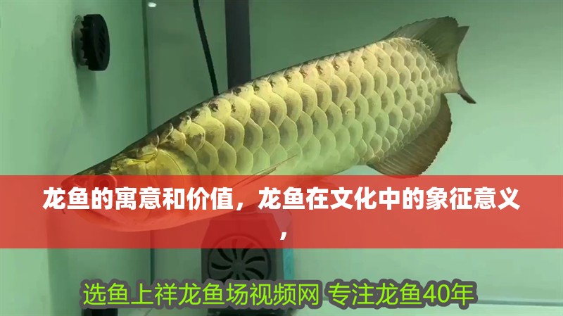 龍魚的寓意和價(jià)值，龍魚在文化中的象征意義，