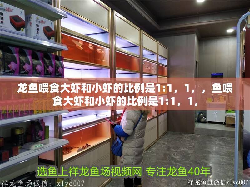 龍魚喂食大蝦和小蝦的比例是1:1，1，，魚喂食大蝦和小蝦的比例是1:1，1，