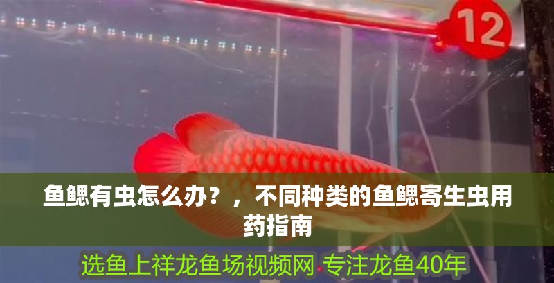 魚鰓有蟲怎么辦？，不同種類的魚鰓寄生蟲用藥指南