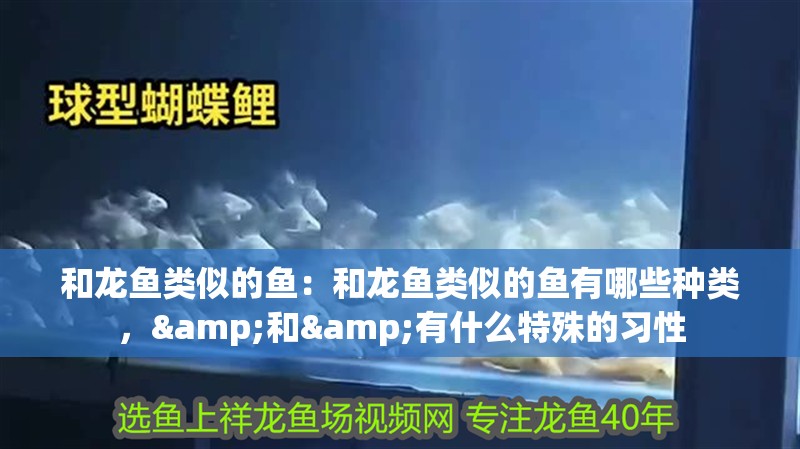 和龍魚類似的魚：和龍魚類似的魚有哪些種類，&和&有什么特殊的習性